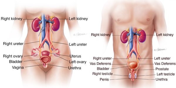 UrinaryTractsCombined